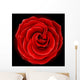 Beautiful red rose, symbol of love and passion Wall Mural