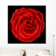 Beautiful red rose, symbol of love and passion Wall Mural