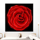 Beautiful red rose, symbol of love and passion Wall Mural