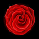 Beautiful red rose, symbol of love and passion Wall Mural