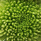 Green Chrysanthemum Flower Macro