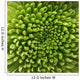 Green Chrysanthemum Flower Macro