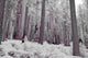 Infrared Shot Of The Giant Sequoia Forests In Sequoia National Park Wall Mural