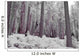 Infrared Shot Of The Giant Sequoia Forests In Sequoia National Park Wall Mural