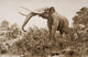 The Chatham Elephant From Fossil Remains 400 Wall Mural