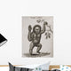 Satyrus, Ourang Outang Pongo Or Jocko Engraved By Barlow Wall Mural
