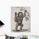 Satyrus, Ourang Outang Pongo Or Jocko Engraved By Barlow Wall Mural