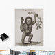 Satyrus, Ourang Outang Pongo Or Jocko Engraved By Barlow Wall Mural