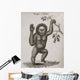 Satyrus, Ourang Outang Pongo Or Jocko Engraved By Barlow Wall Mural