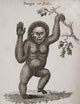 Satyrus, Ourang Outang Pongo Or Jocko Engraved By Barlow Wall Mural