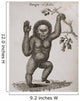 Satyrus, Ourang Outang Pongo Or Jocko Engraved By Barlow Wall Mural