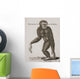 Simia Lar, Great Gibbon Engraved By Barlow, 18Th Century Wall Mural