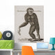 Simia Lar, Great Gibbon Engraved By Barlow, 18Th Century Wall Mural