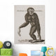 Simia Lar, Great Gibbon Engraved By Barlow, 18Th Century Wall Mural