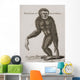 Simia Lar, Great Gibbon Engraved By Barlow, 18Th Century Wall Mural