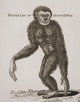 Simia Lar, Great Gibbon Engraved By Barlow, 18Th Century Wall Mural