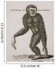 Simia Lar, Great Gibbon Engraved By Barlow, 18Th Century Wall Mural