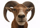Mufflon 2 Wall Decal