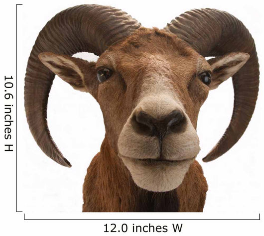 Mufflon 2 Wall Decal