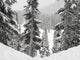 Evergreens At Ski Resort, Whistler, British Columbia, Canada Wall Mural