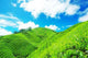 Tea Plantation Cameron Highland Wall Decal Design 3