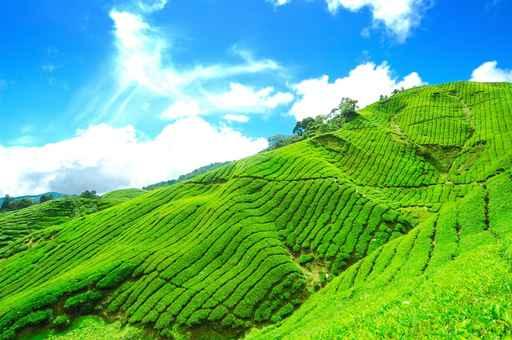 Tea Plantation Cameron Highland Wall Mural