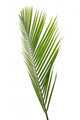 Feuille Verte Palmier Fond Wall Mural
