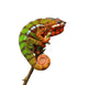 Chameleon Wall Decal