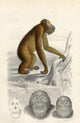 The Orang-Utan Wall Mural