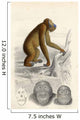 The Orang-Utan Wall Mural