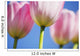 Tulips Wall Mural