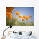 Orange Poppies Wall Mural