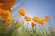 Orange Poppies Wall Mural