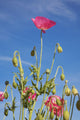Red Flower Against Blue Sky Wall Mural