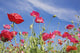 Red Flowers Against Blue Sky Wall Mural