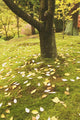 Autumn Leaves Wall Mural