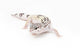 Snow Leopard Gecko Wall Decal