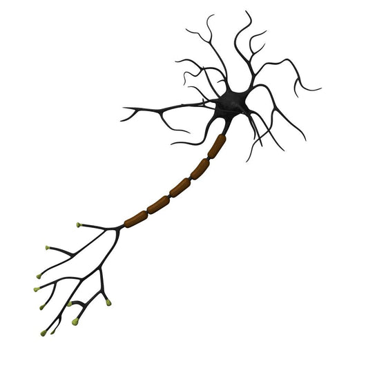 neuron Wall Decal