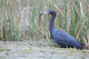 Little Blue Heron Wall Mural
