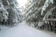 Wald Winter