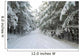 Wald Winter