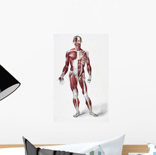 Front Of The Male Human Body Wall Mural
