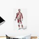 Front Of The Male Human Body Wall Mural
