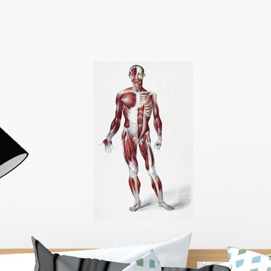 Front Of The Male Human Body Wall Mural