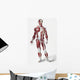 Front Of The Male Human Body Wall Mural