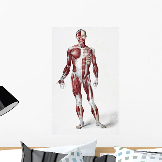 Front Of The Male Human Body Wall Mural