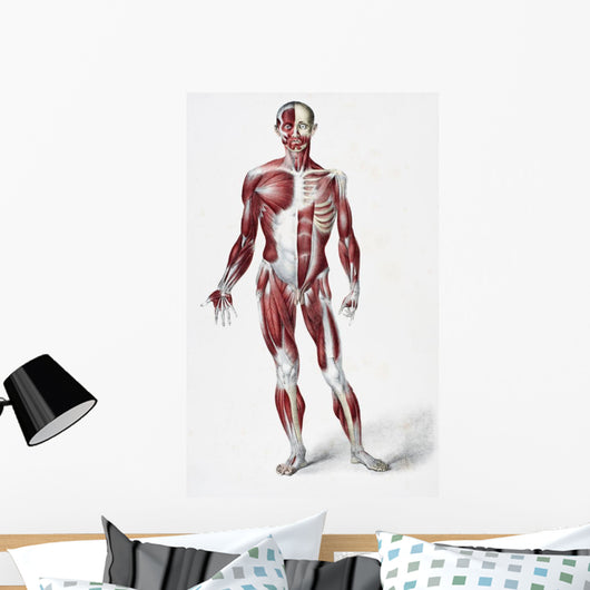 Front Of The Male Human Body Wall Mural