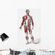 Front Of The Male Human Body Wall Mural