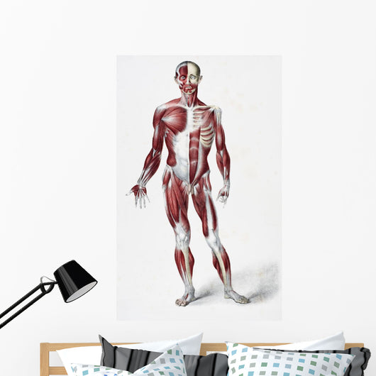 Front Of The Male Human Body Wall Mural