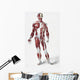 Front Of The Male Human Body Wall Mural